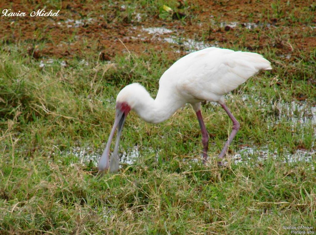 African Spoonbill