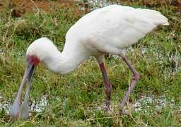 African Spoonbill