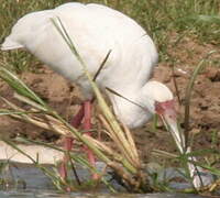 African Spoonbill