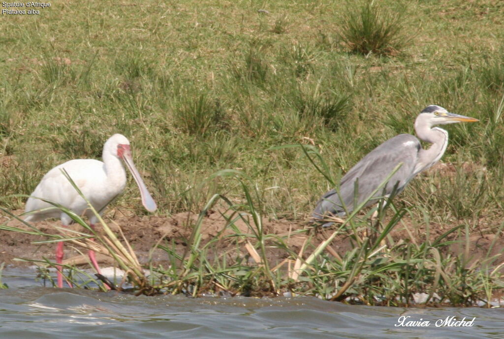 African Spoonbill