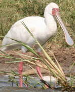 African Spoonbill