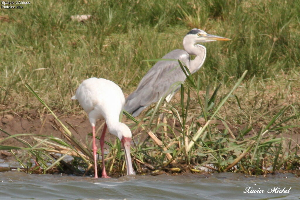 African Spoonbill