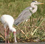 African Spoonbill