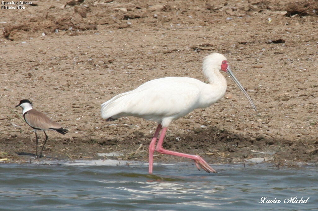 African Spoonbill