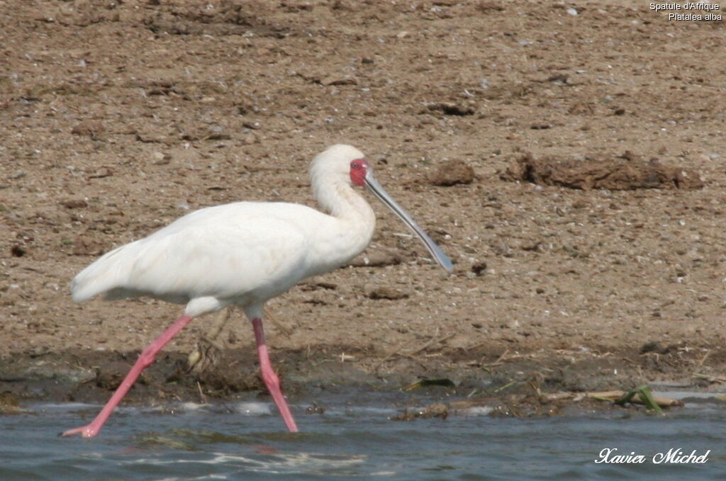 African Spoonbill