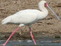 African Spoonbill