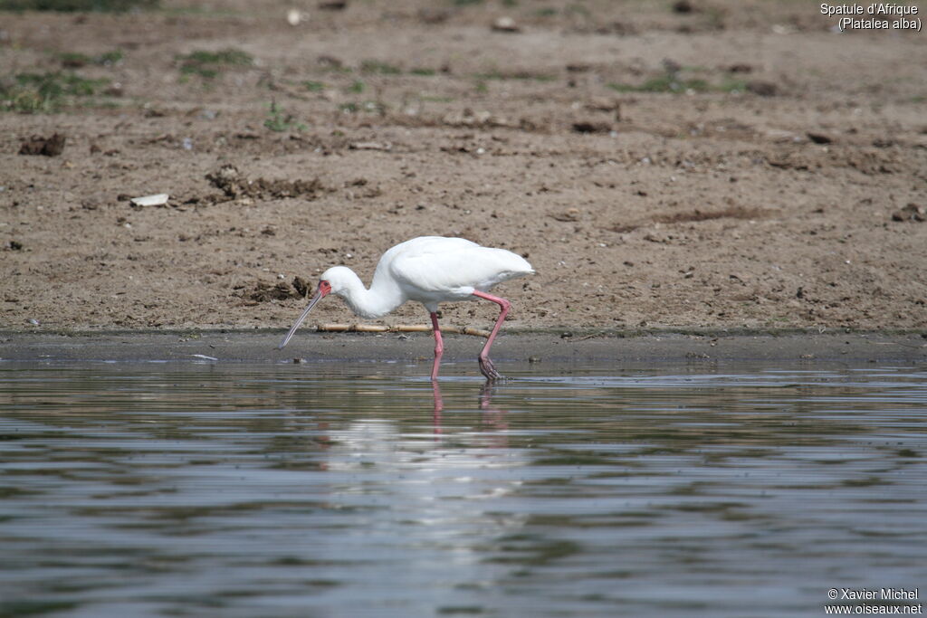 African Spoonbilladult