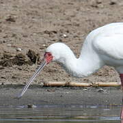 African Spoonbill