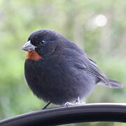 Lesser Antillean Bullfinch