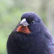 Lesser Antillean Bullfinch