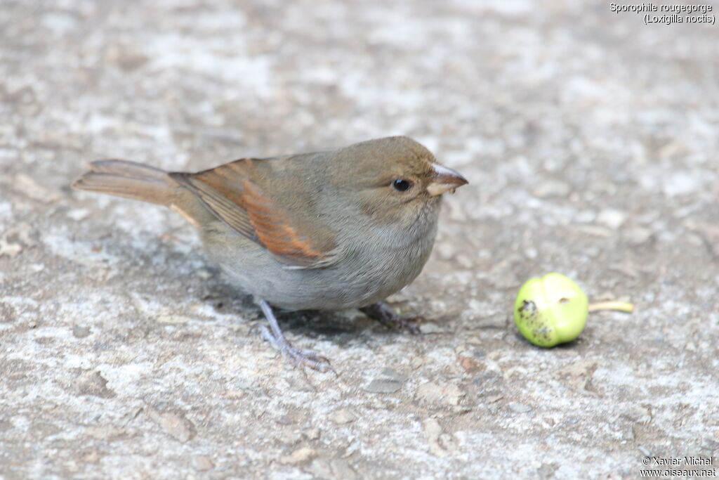 Lesser Antillean Bullfinch female adult, identification