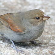 Lesser Antillean Bullfinch