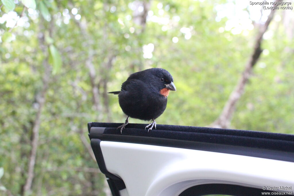 Lesser Antillean Bullfinch