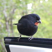 Lesser Antillean Bullfinch