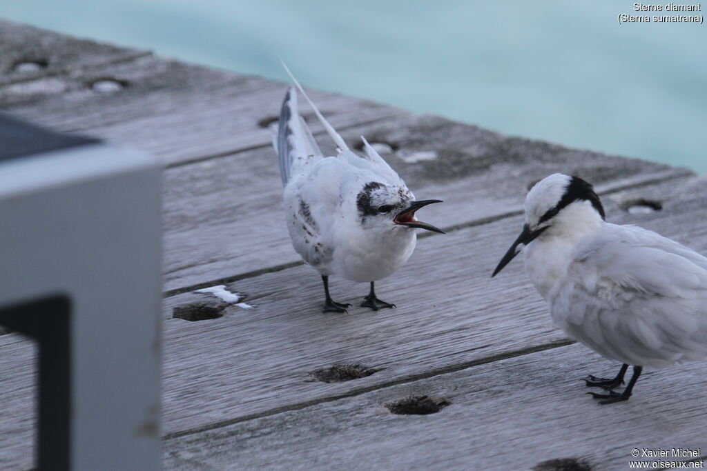 Black-naped Tern