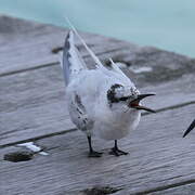 Black-naped Tern