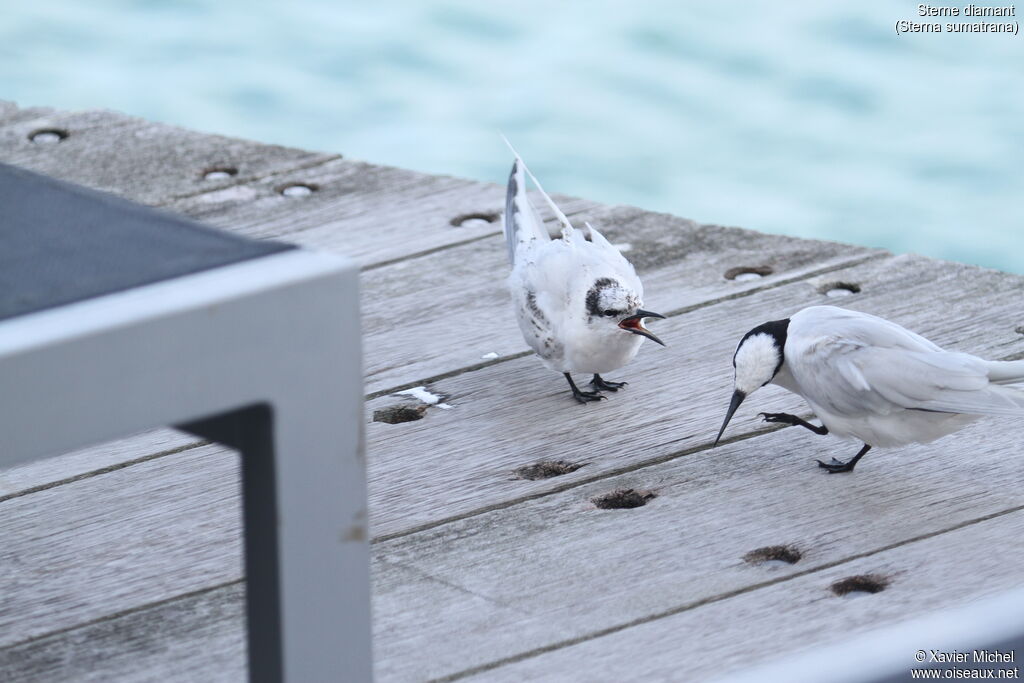 Black-naped Tern