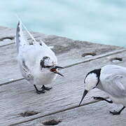 Black-naped Tern