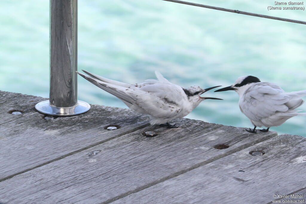 Black-naped Tern