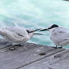 Black-naped Tern