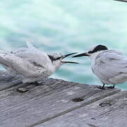 Black-naped Tern