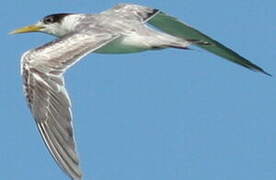 Greater Crested Tern