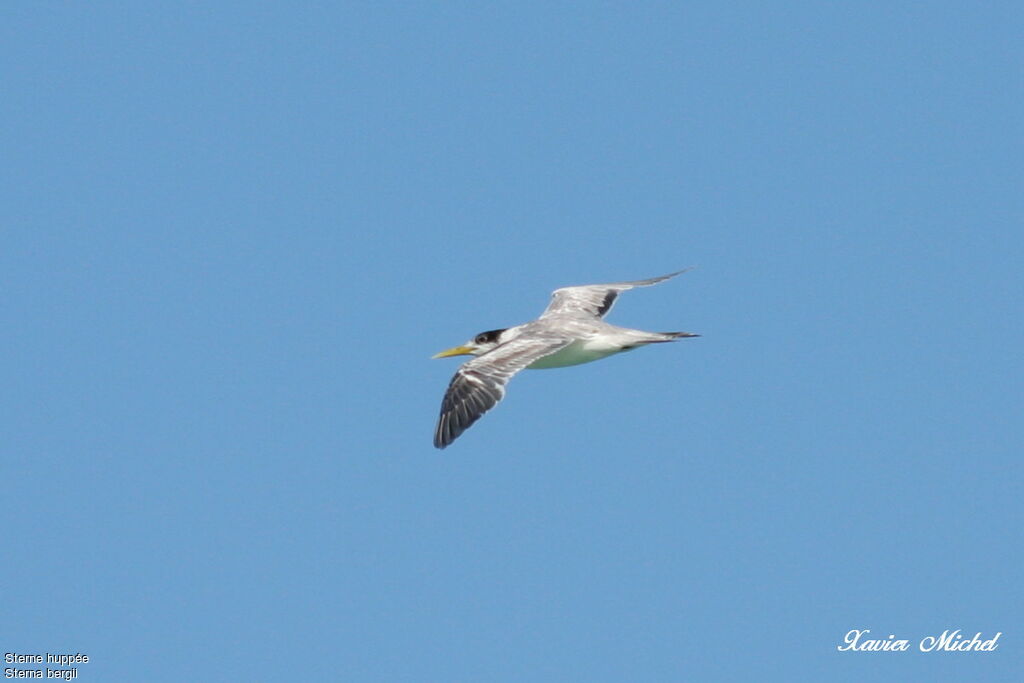 Greater Crested Tern, Flight