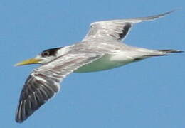 Greater Crested Tern