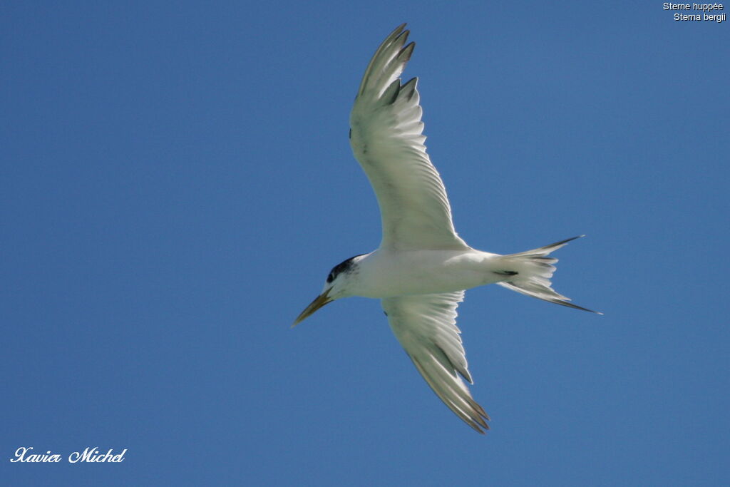 Greater Crested Tern, Flight