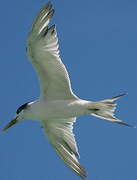 Greater Crested Tern