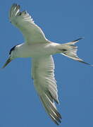 Greater Crested Tern