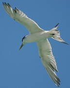 Greater Crested Tern