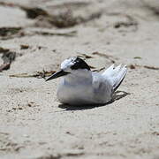 Fairy Tern