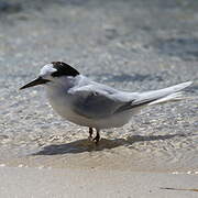 Fairy Tern