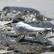 Fairy Tern