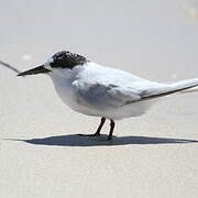 Fairy Tern