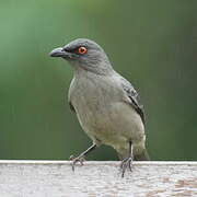 Striated Starling