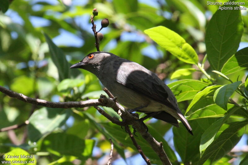 Striated Starling, identification