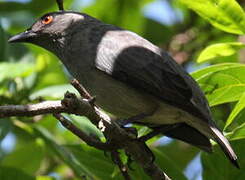 Striated Starling