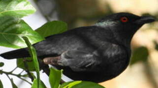 Striated Starling