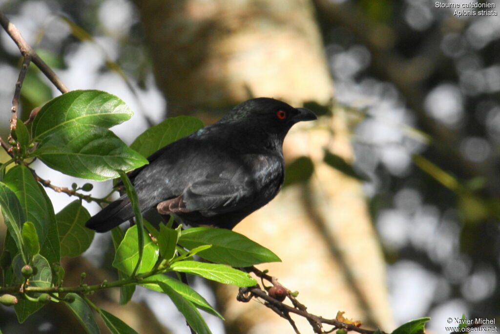 Striated Starling, identification