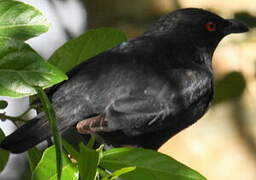 Striated Starling