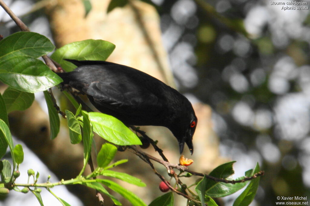 Striated Starling, identification, feeding habits