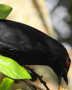 Striated Starling