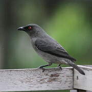 Striated Starling