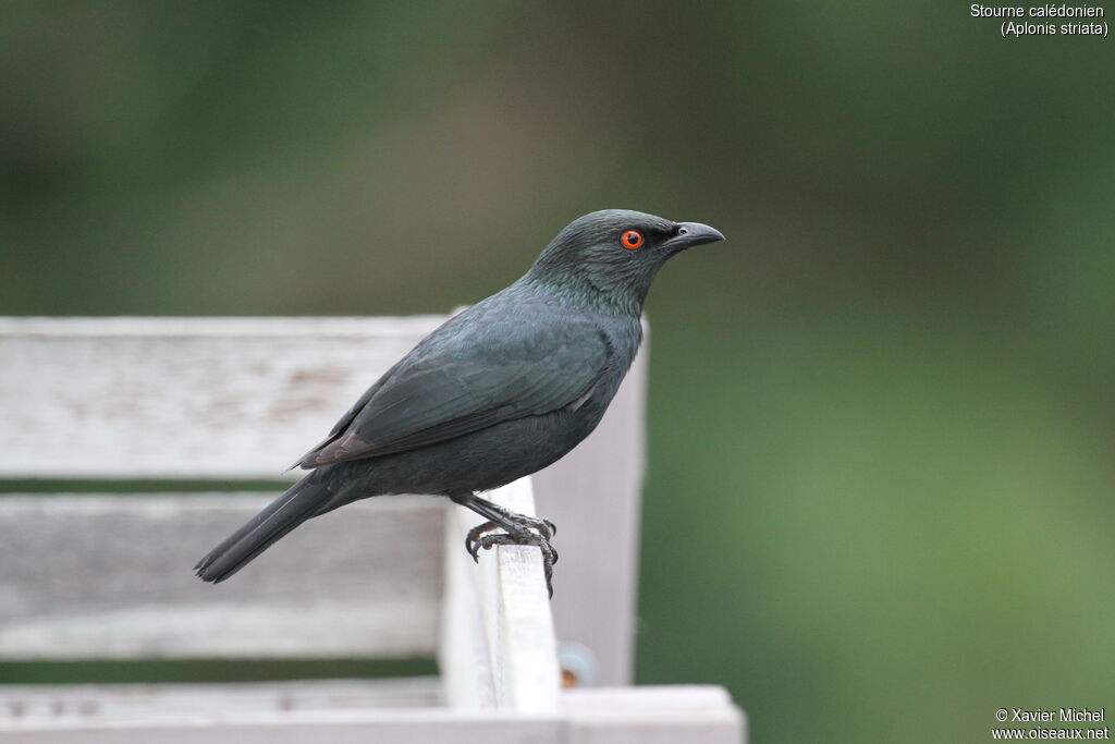 Stourne calédonienadulte, identification