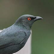 Striated Starling