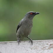 Striated Starling