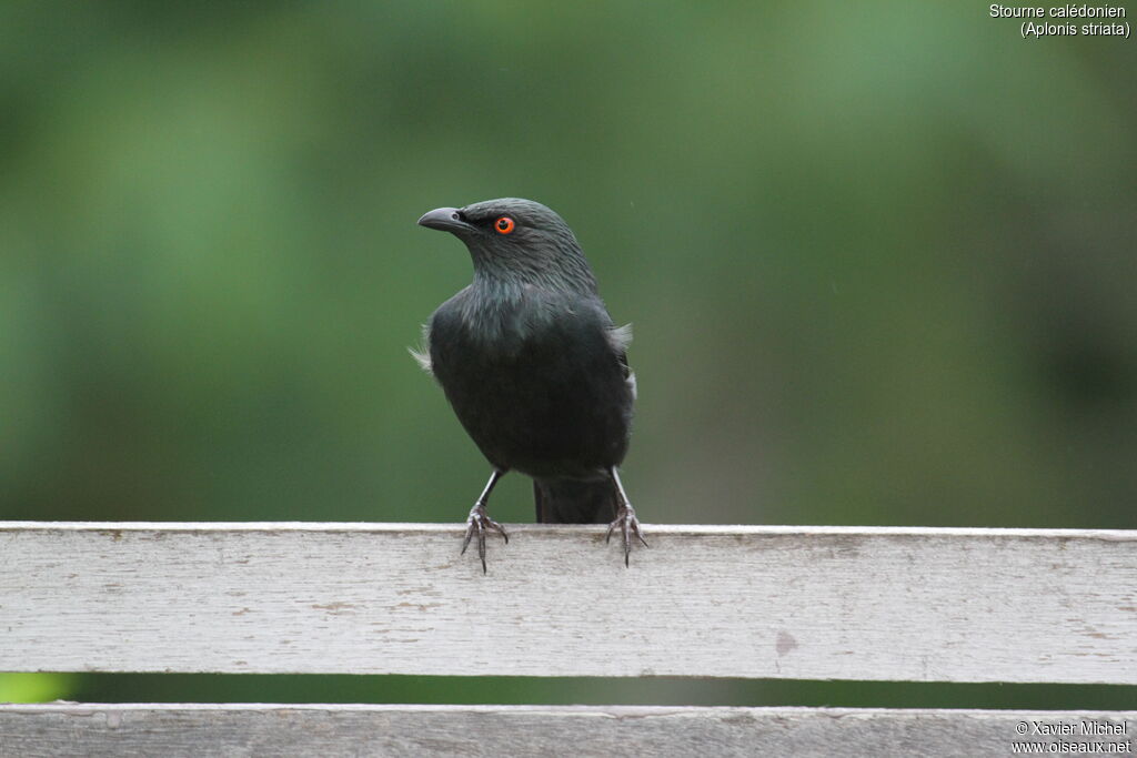 Striated Starling