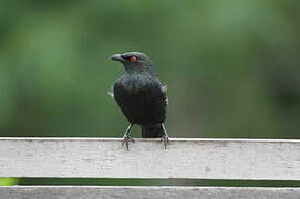 Striated Starling